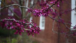 Plant Profile Eastern Redbud Tree [upl. by Handy]