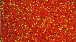 Nanoparticles Assembling at the Interface [upl. by Yeltnerb]