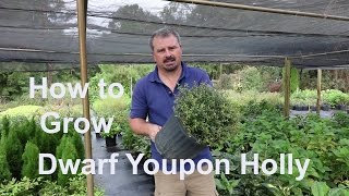 How to grow Dwarf Yaupon Holly Very Low Maintenance with detailed description [upl. by Mansoor359]