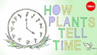 How plants tell time  Dasha Savage [upl. by Goody]