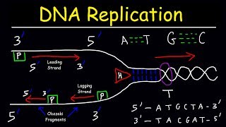 DNA Replication  Leading Strand vs Lagging Strand amp Okazaki Fragments [upl. by Ahsinirt]