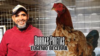 Burras Prietas  Eugenio Becerril [upl. by Ikilisav]