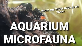 What Are Those Little Bugs And Worms In Your Aquarium  Common Aquarium Micro Fauna [upl. by Nessaj]