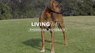 ALL ABOUT LIVING WITH RHODESIAN RIDGEBACKS [upl. by Capwell452]