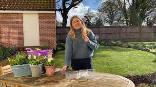 How to grow Asters from seed [upl. by Inverson]