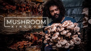 Cultivating Gourmet and Medicinal Mushrooms  PARAGRAPHIC [upl. by Inez]