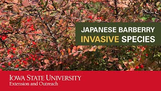 Japanese Barberry Invasive Species [upl. by Eenerb370]