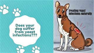 Treating yeast infections naturally in your dog [upl. by Drue]