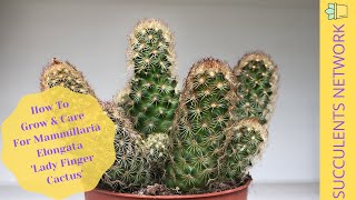 How To Grow amp Care For Mammillaria Elongata ‘Lady Finger Cactus’ [upl. by Aneed]