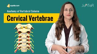 Cervical Vertebrae  C1C7  Bone Anatomy  Skeletal System  VLearning™ [upl. by Paugh]