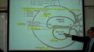 INTRO TO HUMAN EMBRYOLOGY PART 1 by Professor Fink [upl. by Wynne]