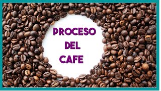 Proceso del cafe paso a paso [upl. by Dragoon]