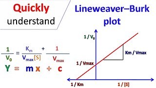 Lineweaver Burk plot [upl. by Reffotsirk508]