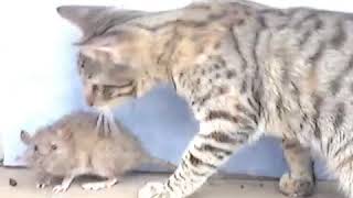 Increible pelea de gato vs rata TERMINA MAL [upl. by Ettennor]