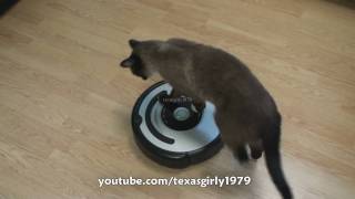 Cat shows HOW TO use iRobot Roomba Vacuum [upl. by Feriga]