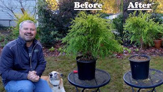 How to make a Gold Mop Topiary  Holly Helps🐕‍🦺 [upl. by Netsriik]