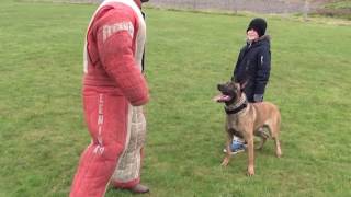 personal  family protection dog training [upl. by Buke]