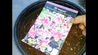 How To Plant Stargazer Lilies From Bulbs [upl. by Ellennoj]