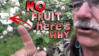 4 Reasons Why Your Fruit Tree is Not Producing Fruit [upl. by Babb545]