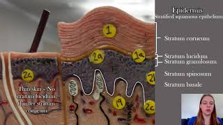 Anatomy of the Skin [upl. by Alain94]