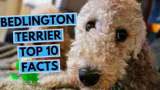 Bedlington Terrier  TOP 10 Interesting Facts [upl. by Percy32]