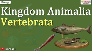 Kingdom Animalia  Vertebrata  Class 11 Biology  iKen [upl. by Elcin]