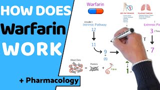 How does Warfarin Work  Pharmacology [upl. by Colwin920]