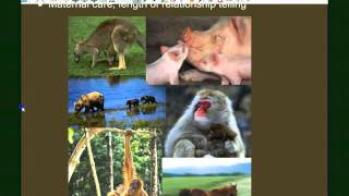 Vertebrate Diversity Mammals [upl. by Moyer902]