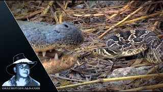 Alligator Eats Rattlesnake 01 Footage [upl. by Ahsiekin]