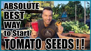 Best Way to Start Tomato Seeds Indoors or Outdoors [upl. by Potash333]