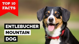 Entlebucher Mountain Dog  Top 10 Facts [upl. by Oijimer]