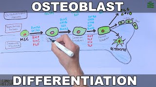 Osteoblast and its Differentiation [upl. by Allehcim]