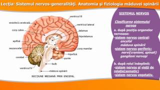 SISTEMUL NERVOSGENERALITĂȚI ANATOMIA ȘI FIZIOLOGIA MĂDUVEI SPINĂRII [upl. by Attevroc572]