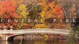 Autumn in Central Park 4k [upl. by Enelym]