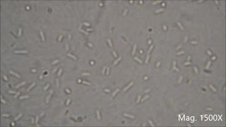 Bacteria under the Microscope E coli and S aureus [upl. by Gone]