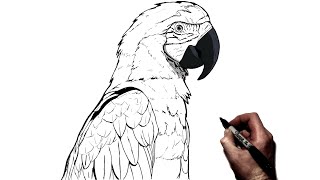 How To Draw A Parrot  Step By Step [upl. by Llenram429]