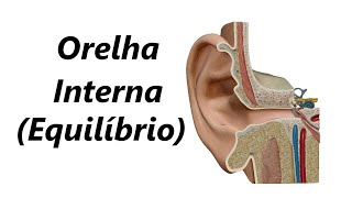 Anatomia da Orelha Interna em 3D Equilíbrio [upl. by Etteniotna]