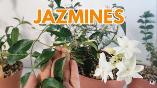 jazmines cuidados plantas chuyito jardinero [upl. by Rubel]