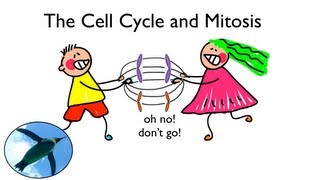 Cell Cycle and Mitosis [upl. by Ynaittirb]