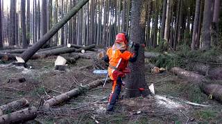 Husqvarna 572XP chain saw DANGEROUS FELLINGPROFESSIONAL WORK [upl. by Critta776]