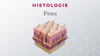 Histologie de la Peau [upl. by Atinnod]