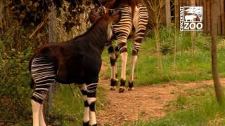 Okapi Calf First Time Outside  Cincinnati Zoo [upl. by Llewsor]