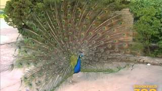 Two Peahens Fight Over Peacock [upl. by Monah]