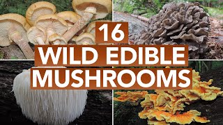 16 Wild Edible Mushrooms You Can Forage This Autumn [upl. by Bandur]