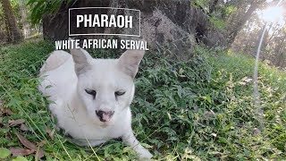 Rare White Serval In 360 [upl. by Sihon]