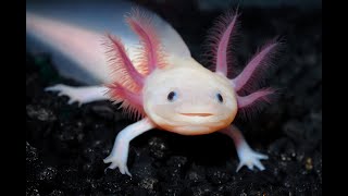 Axolotl [upl. by Gavette507]