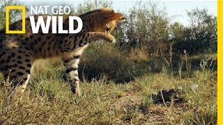 Serval vs Snake  South Africa [upl. by Akimik]