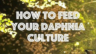 How To Feed Your Daphnia Culture [upl. by Scully772]