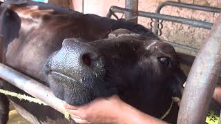 Deworming in Dairy Cattle [upl. by Nies809]