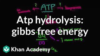 ATP hydrolysis Gibbs free energy  Biomolecules  MCAT  Khan Academy [upl. by Accisej782]